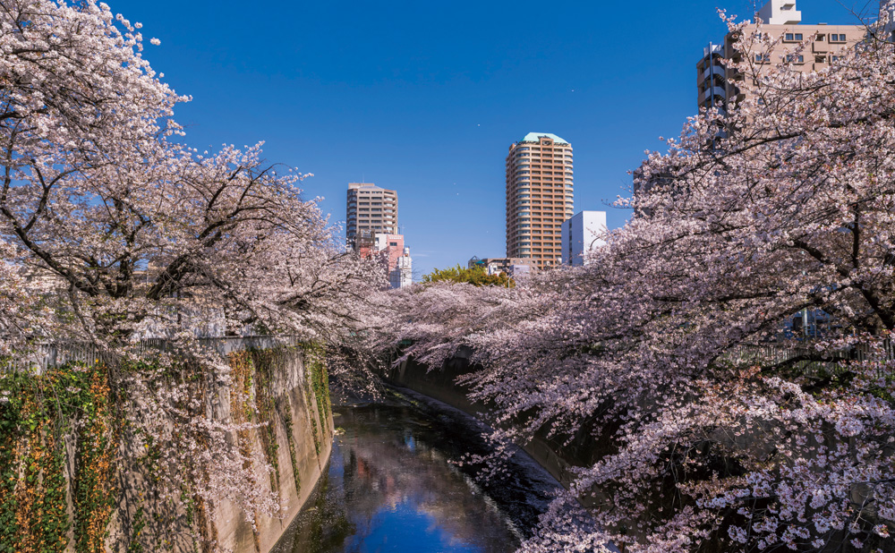 神田川の桜